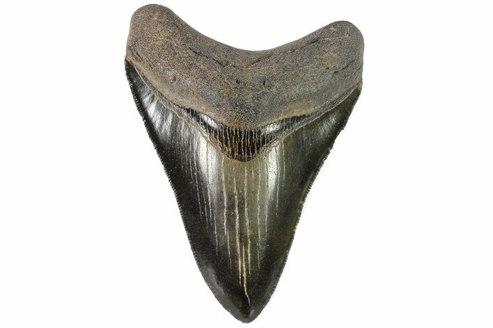 Serrated, Fossil Megalodon Tooth - Beautiful Blade #84157